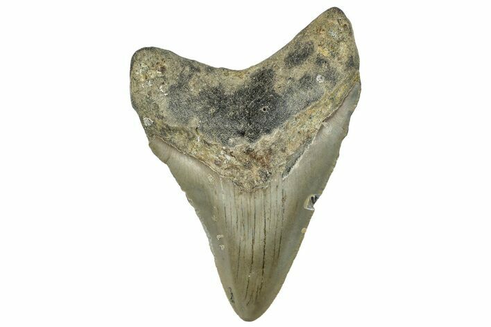 Serrated, Fossil Megalodon Tooth - North Carolina #295168